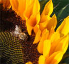 wenn’s Bienchen summt, freut sich jede Sonnenblume wenn’s Bienchen summt, freut sich jede Sonnenblume